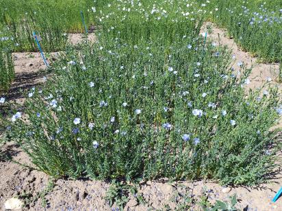 Click for 1 image(s) for this accession.